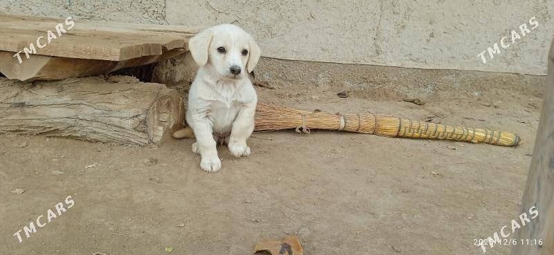 Gürji güjik - Gurbansoltan Eje - img 3