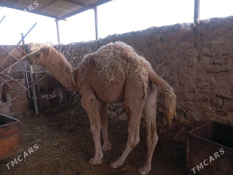 Ogsyk kosek - Джебел - img 1