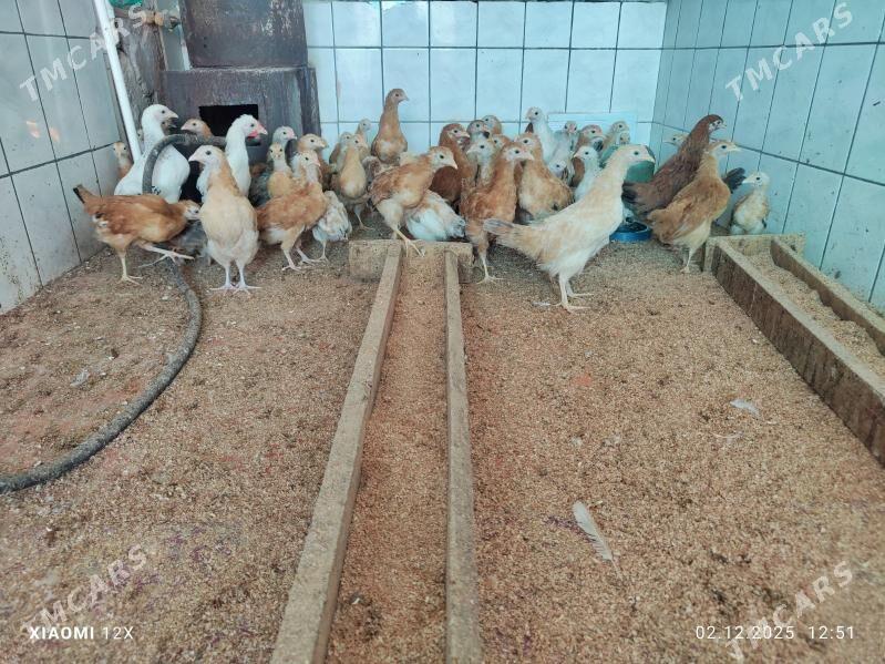 juyje - Büzmeýin - img 1