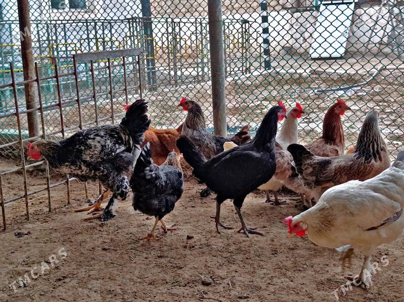 Tawuk we Horaz Brama - Türkmenbaşy - img 3