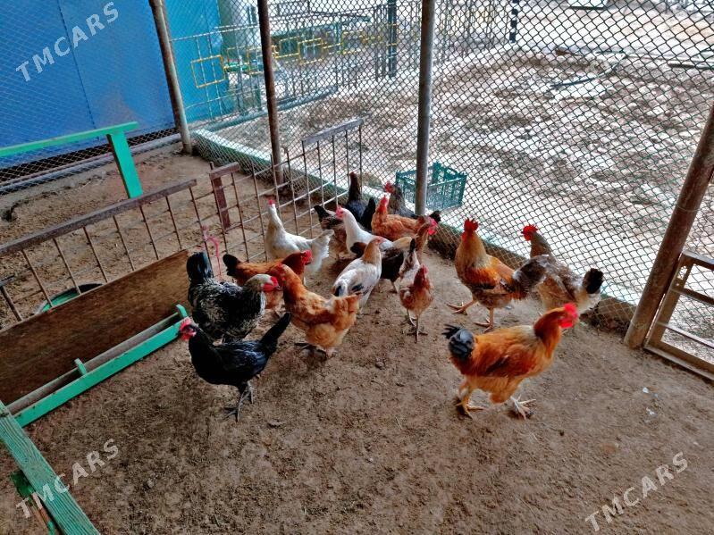 Tawuk we Horaz Brama - Türkmenbaşy - img 1