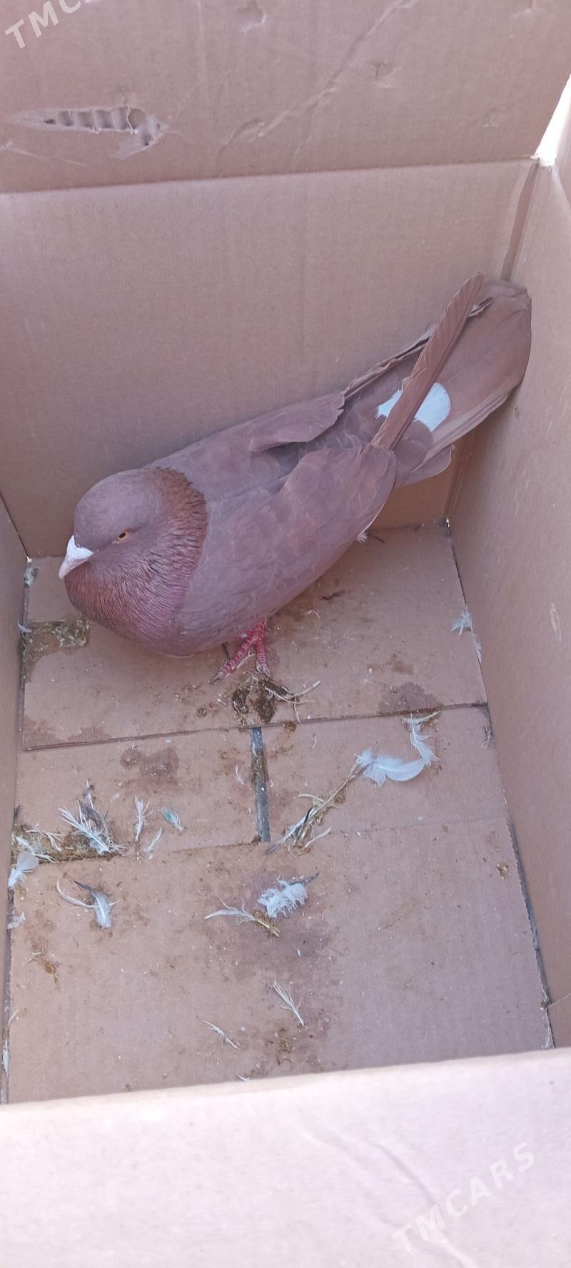 kepderi - Gyzylarbat - img 3