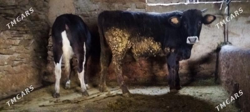 Garala tuwe bilen okuz - Бахарден - img 3