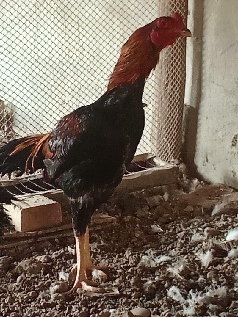 Ташкент хораз - Багир - img 4