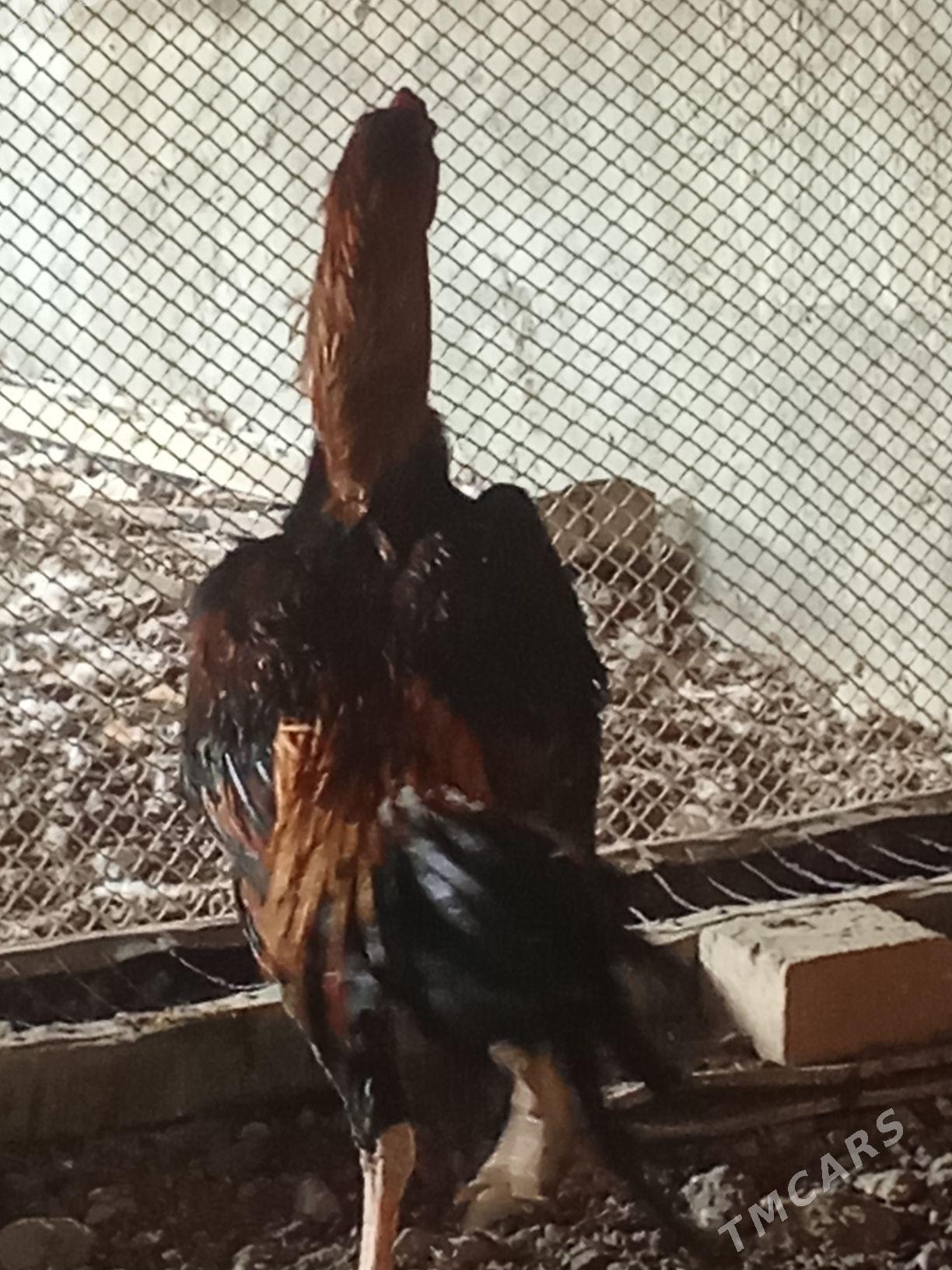 Ташкент хораз - Багир - img 6