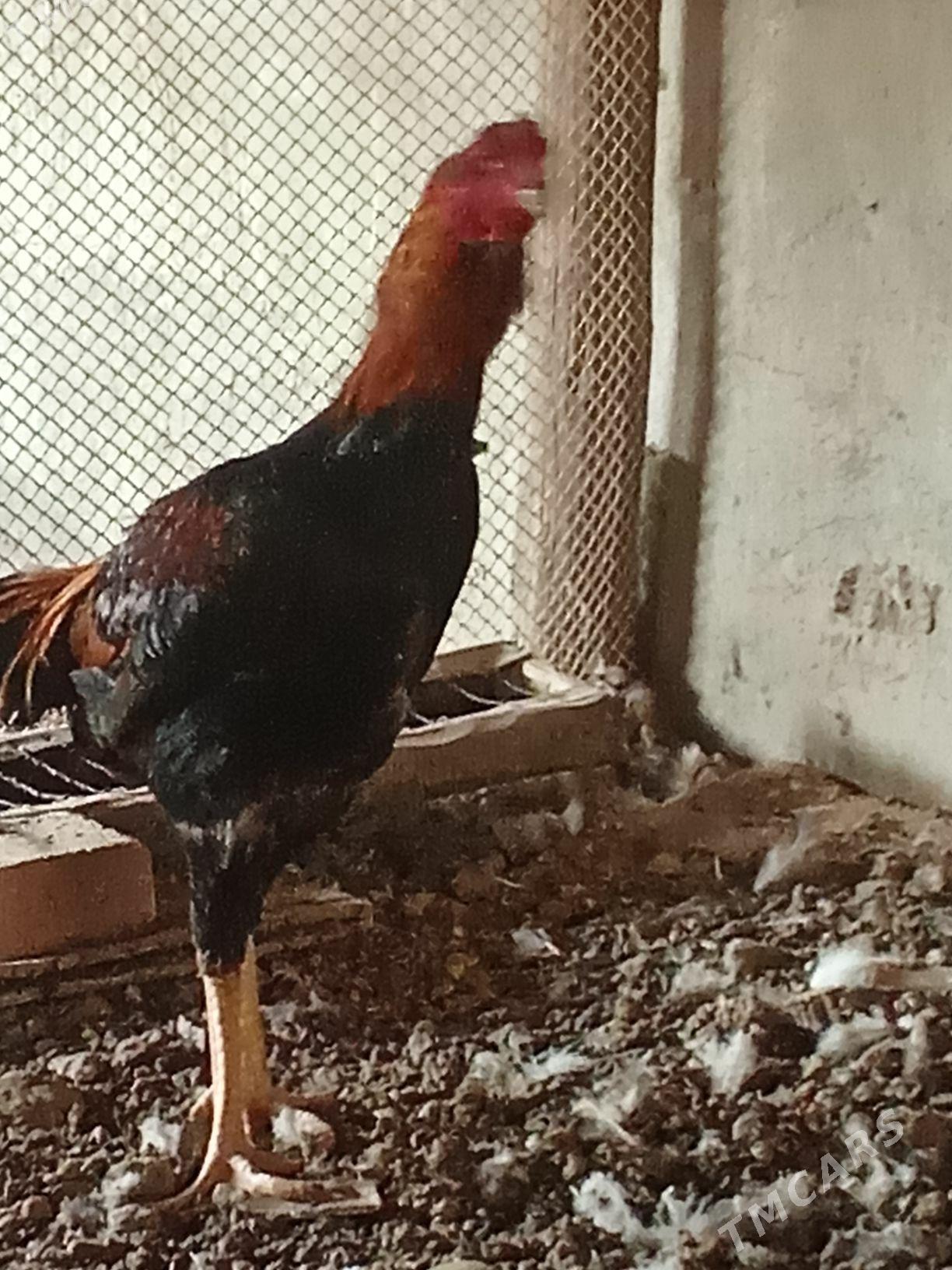 Ташкент хораз - Багир - img 3