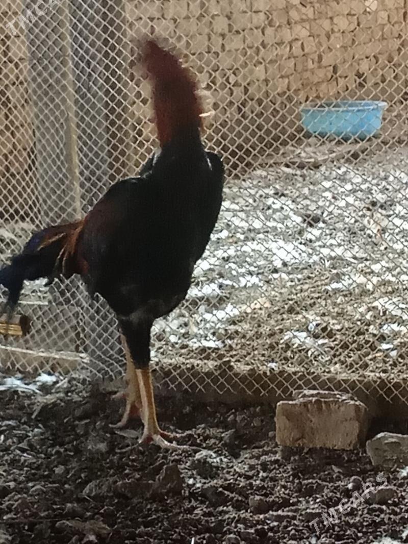 Ташкент хораз - Багир - img 5