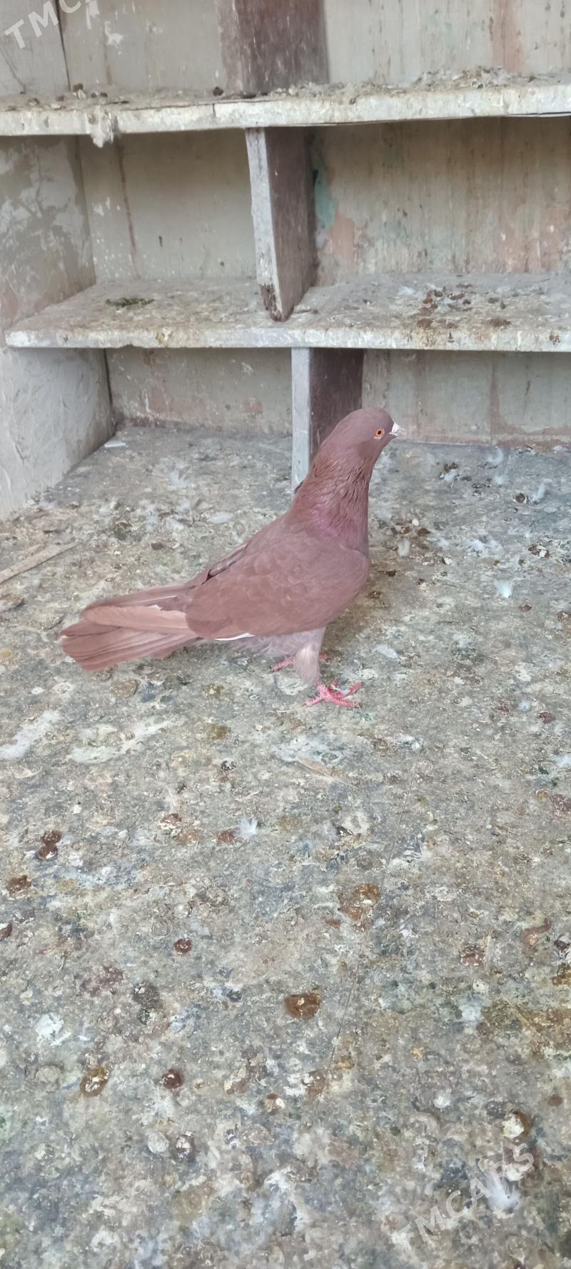 kepderi - Gyzylarbat - img 2