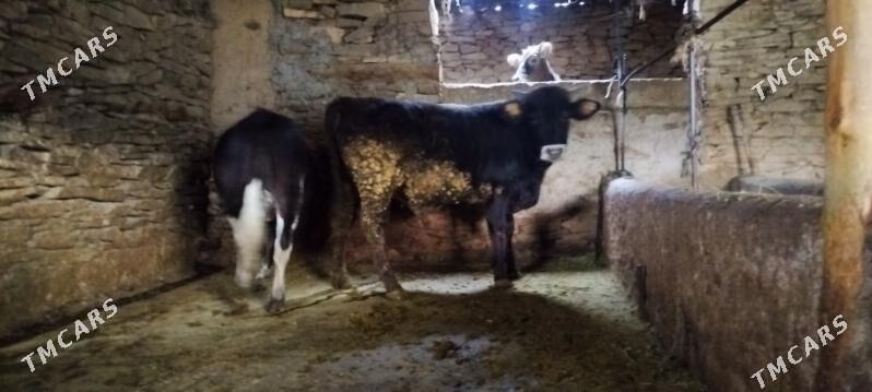 Garala tuwe bilen okuz - Бахарден - img 8