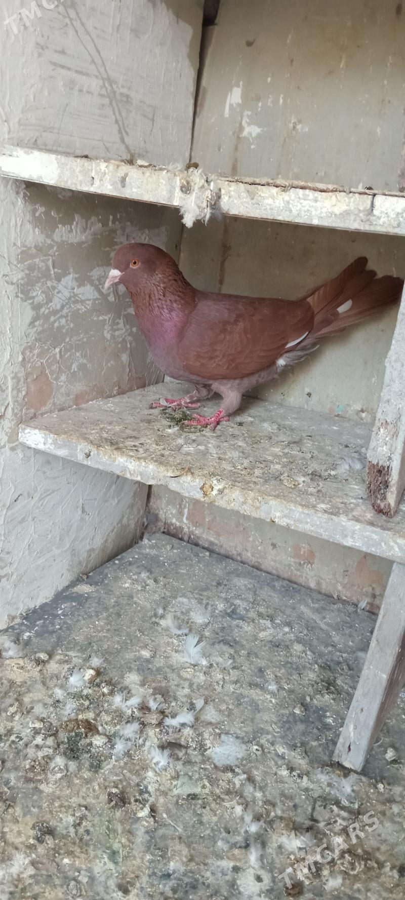 kepderi - Gyzylarbat - img 1