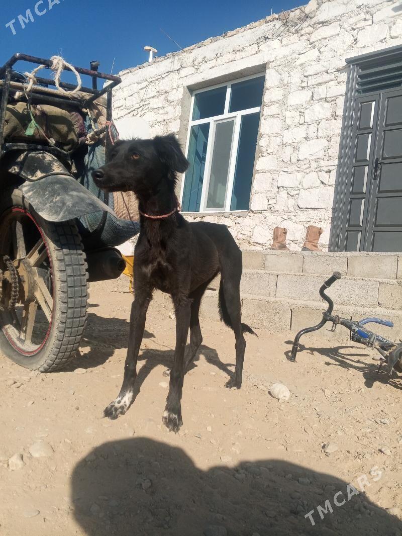 Tazy - Джебел - img 2