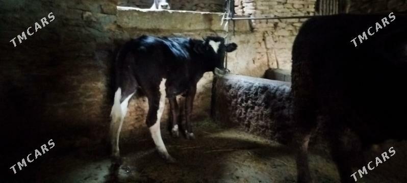 Garala tuwe bilen okuz - Бахарден - img 5