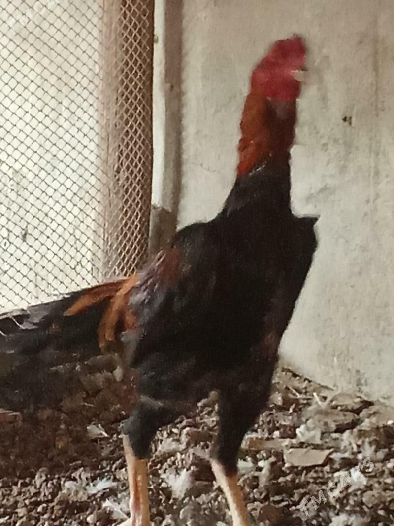 Ташкент хораз - Багир - img 2