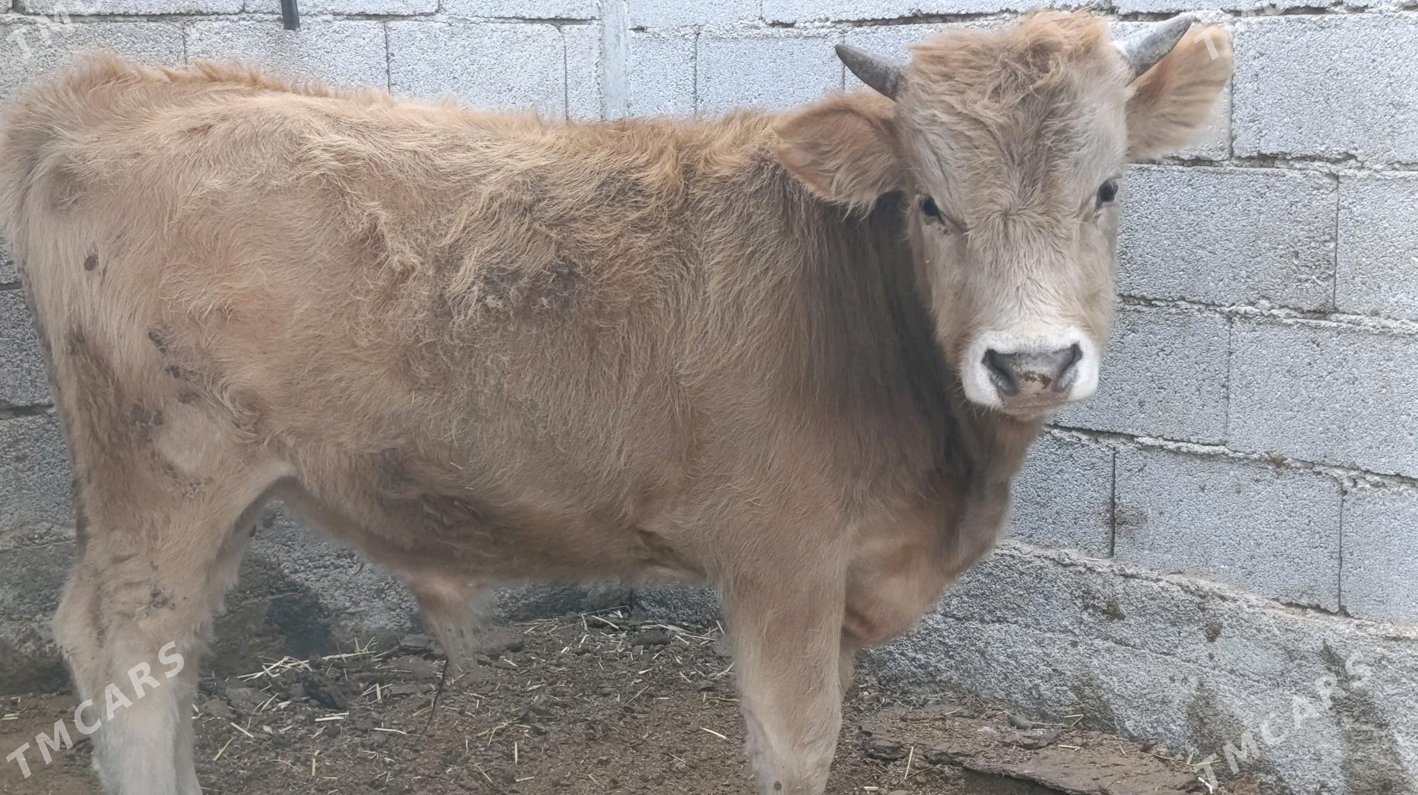 okuzce - Чоганлы - img 3