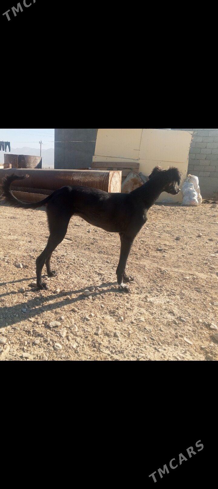 Tazy - Джебел - img 1