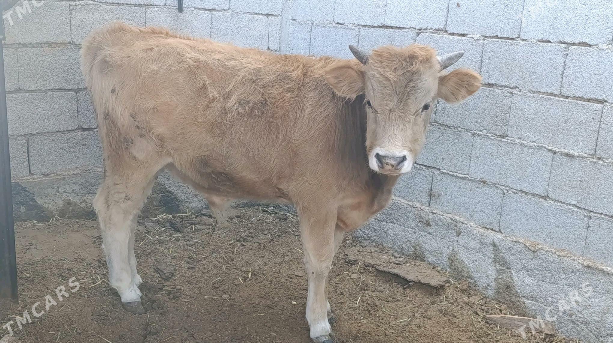 okuzce - Чоганлы - img 4