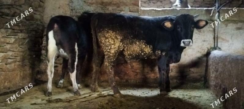 Garala tuwe bilen okuz - Бахарден - img 4