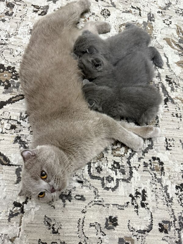 pisik - Büzmeýin GRES - img 6