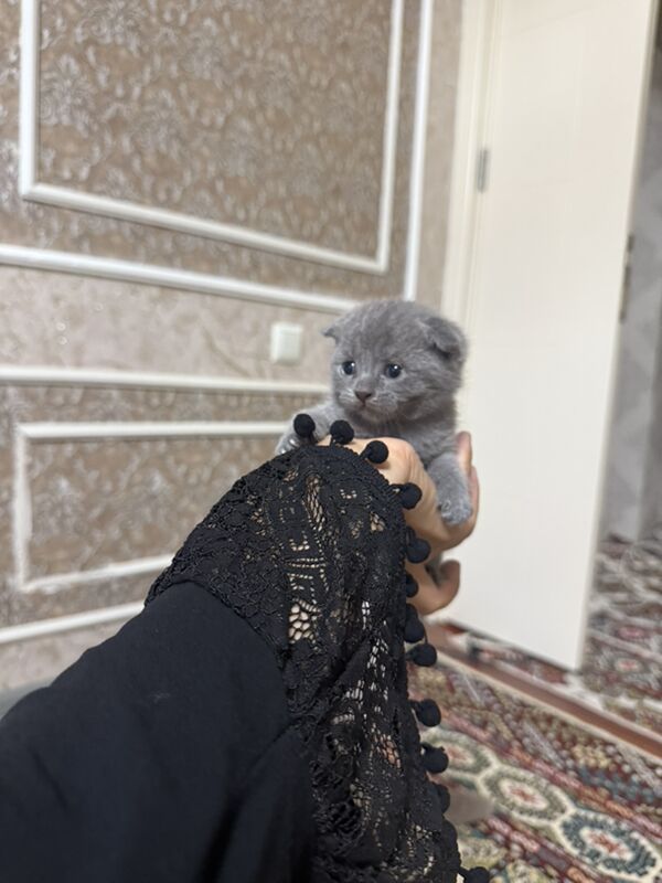 pisik - Büzmeýin GRES - img 2