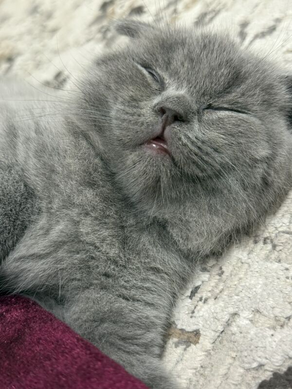 pisik - Büzmeýin GRES - img 7