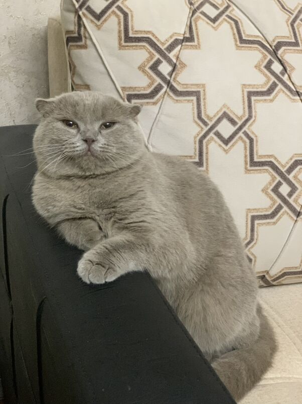 pisik - Büzmeýin GRES - img 8