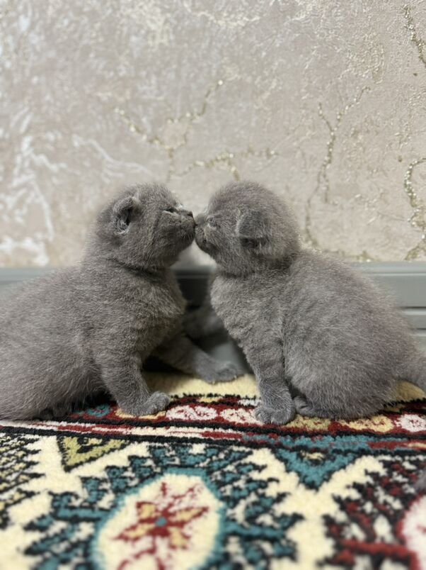 pisik - Büzmeýin GRES - img 4