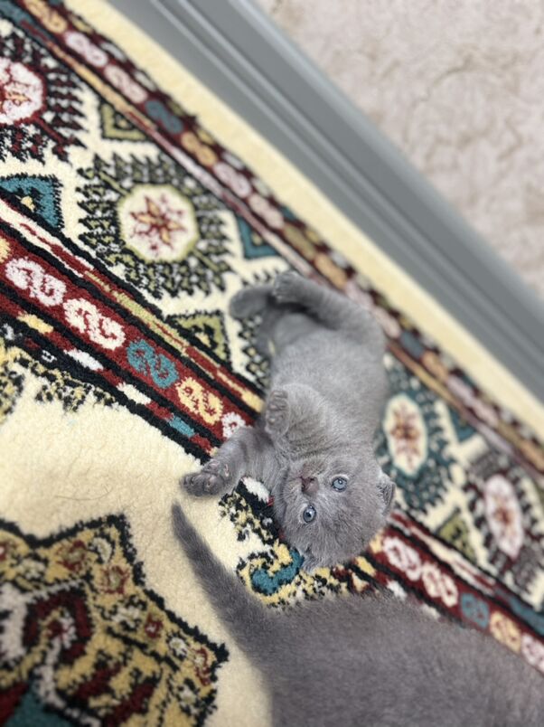 pisik - Büzmeýin GRES - img 3