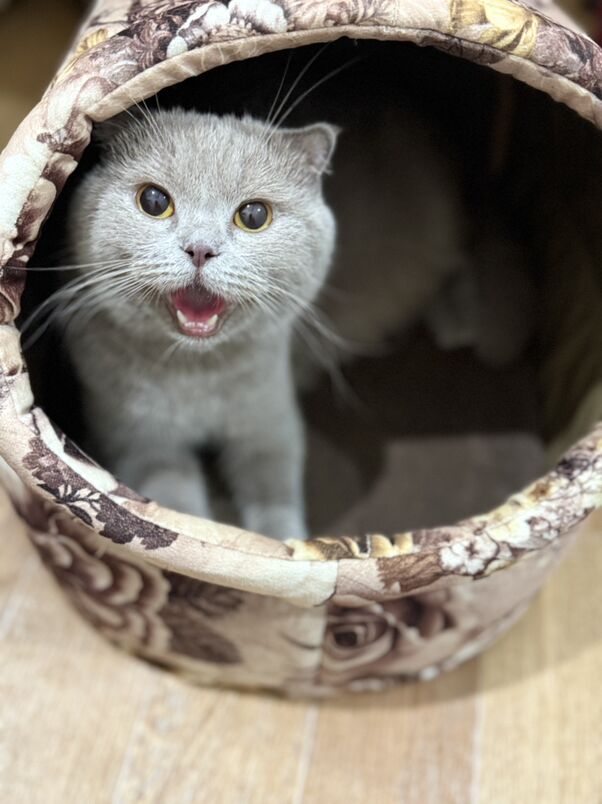 pisik - Büzmeýin GRES - img 5