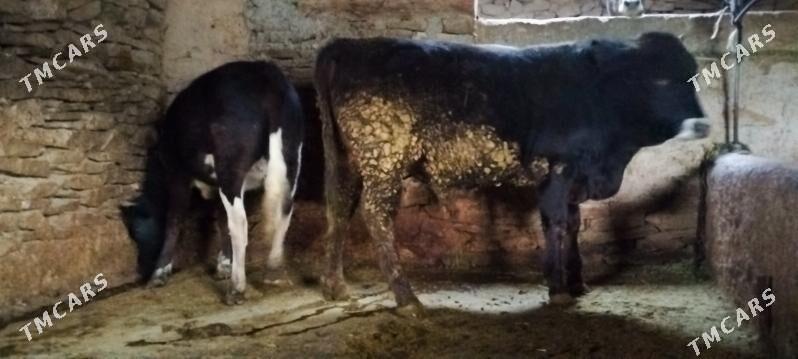 Garala tuwe bilen okuz - Бахарден - img 2