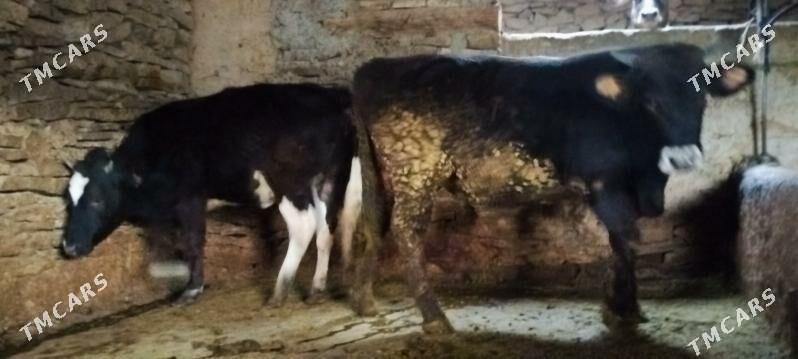 Garala tuwe bilen okuz - Бахарден - img 1