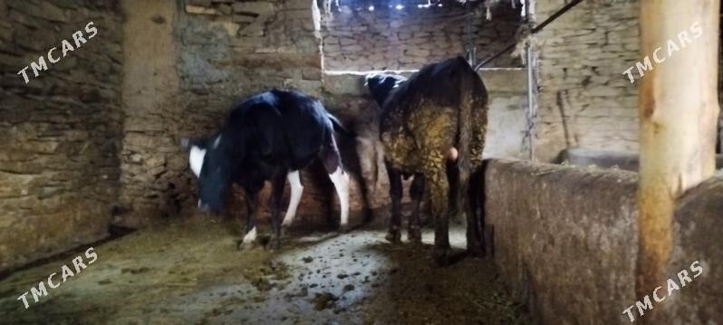 Garala tuwe bilen okuz - Бахарден - img 6