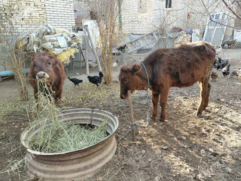 сатлык унажынлар - Dänew - img 1