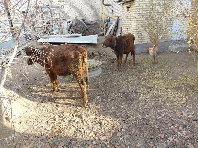 сатлык унажынлар - Dänew - img 3