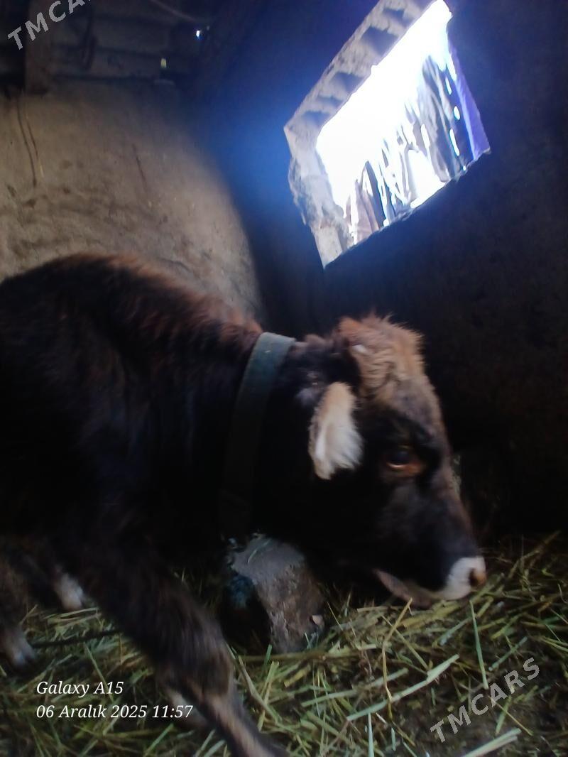 Okzceokuzce - Ýanbaş - img 2