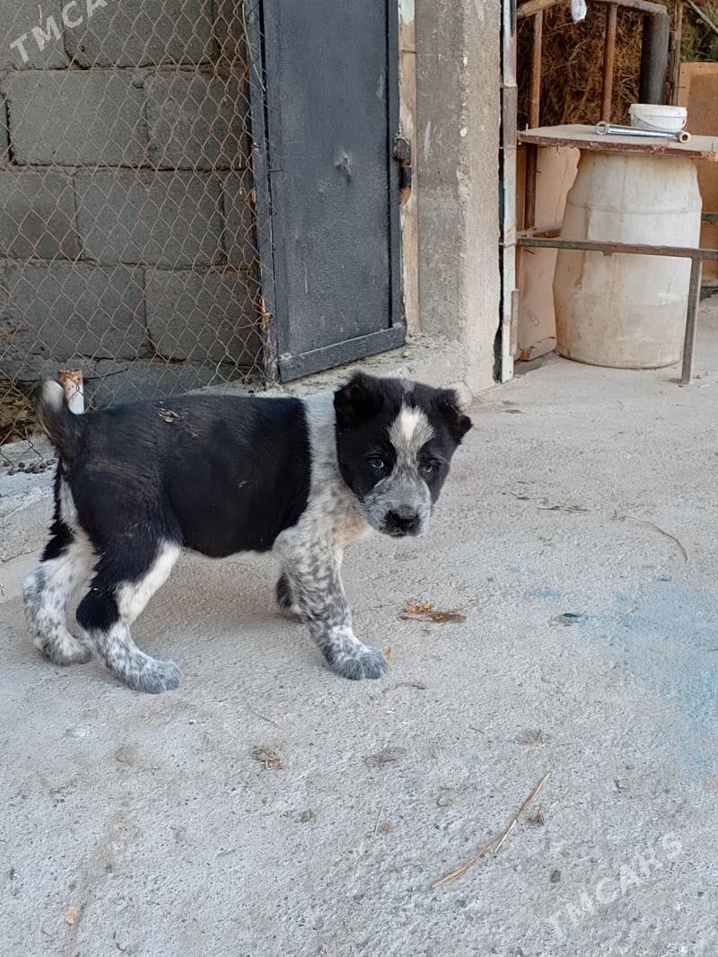 ит - Гёкдже - img 2