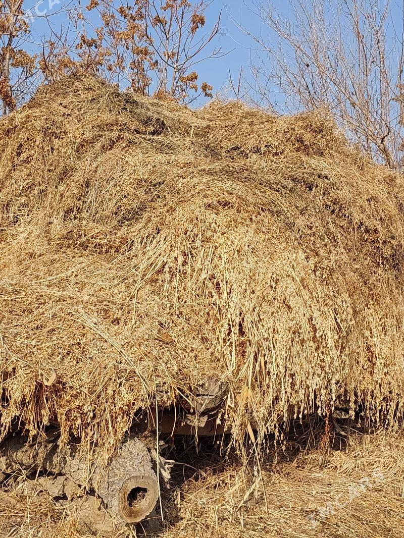 Yorunja ot - Dänew - img 1