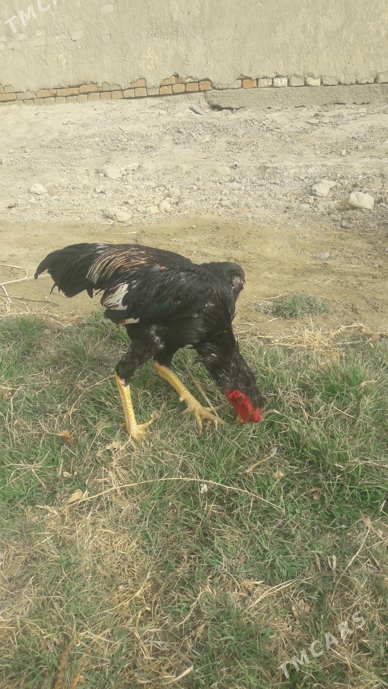 taskent - Bäherden - img 3