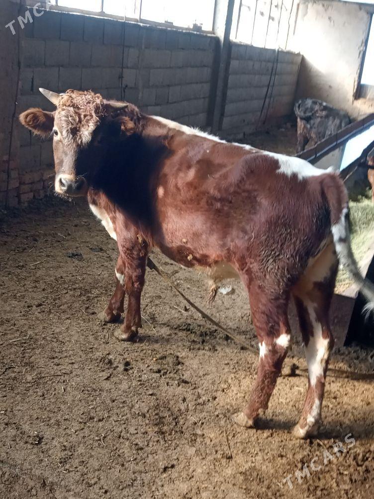 Öküz - Гызыларбат - img 1