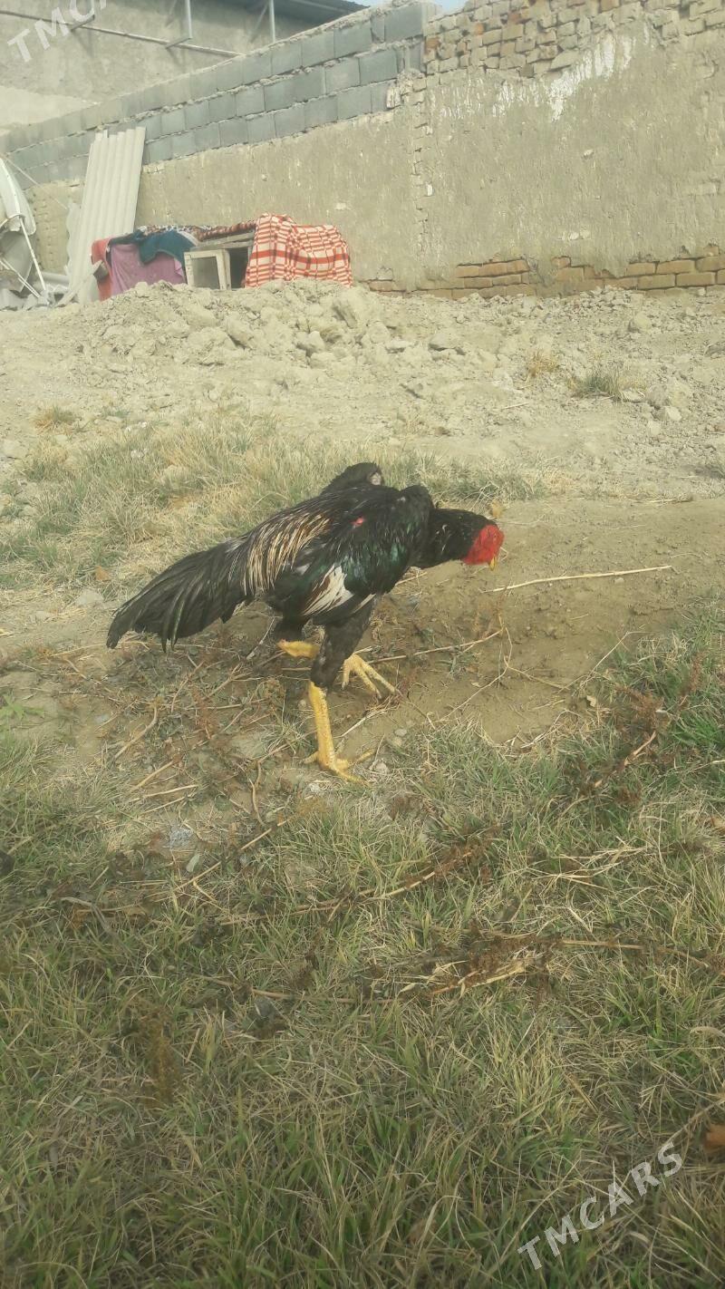 taskent - Bäherden - img 2
