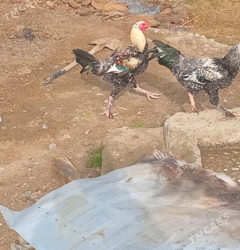 taşkent - Bäherden - img 2