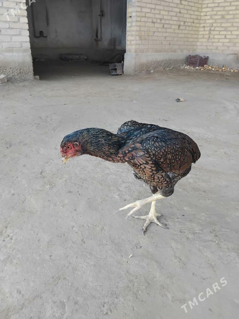 horaz - Чарджоу - img 3