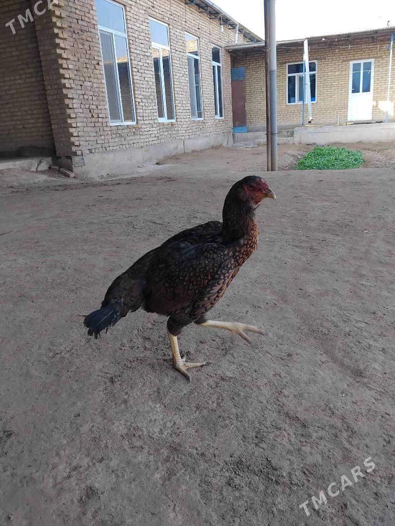 horaz - Чарджоу - img 4