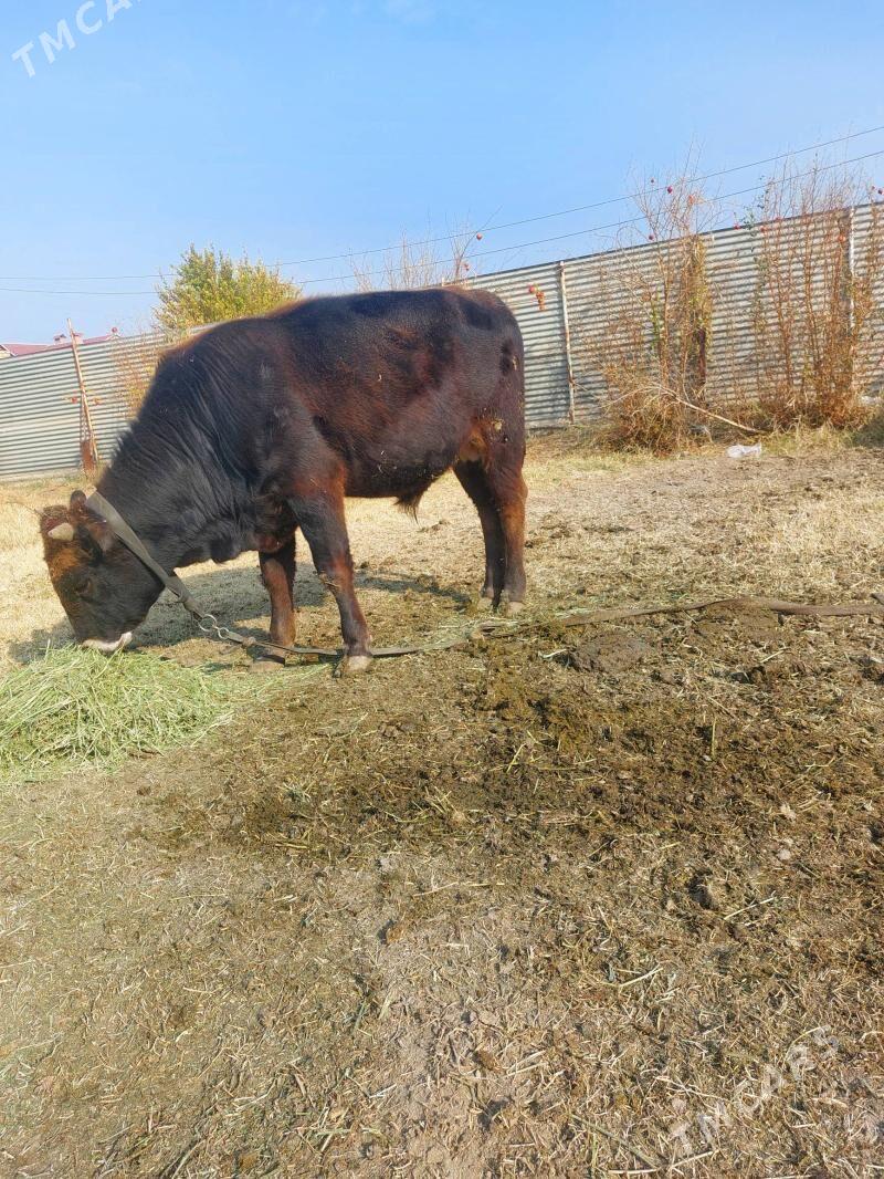 okiz - Мары - img 1