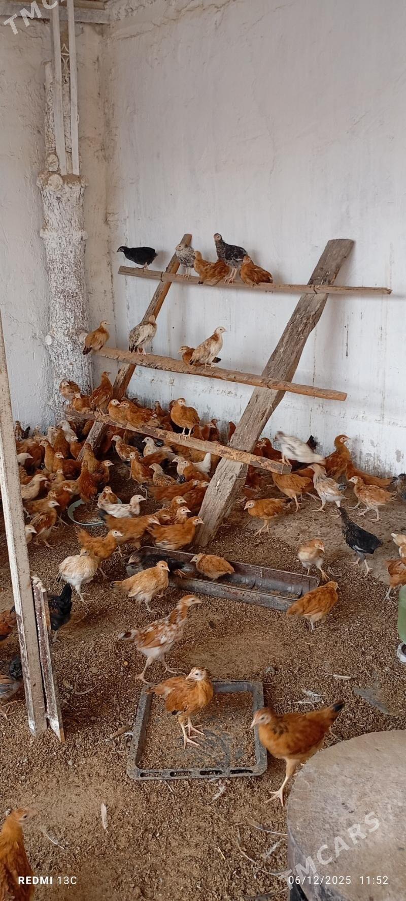 Jüýje - Gökdepe - img 4