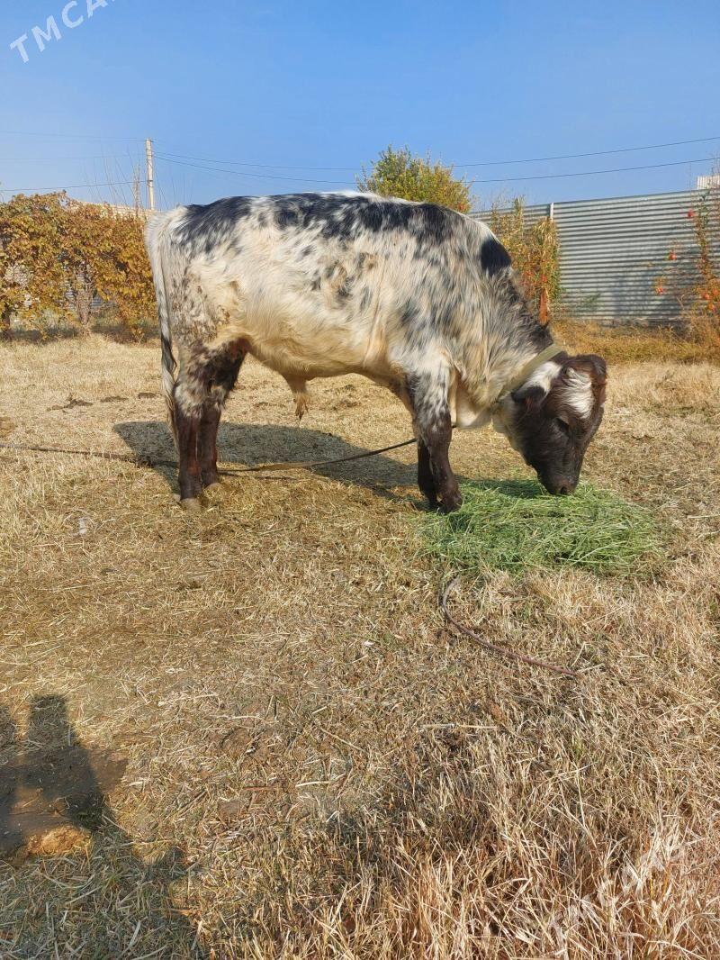 okiz - Мары - img 3