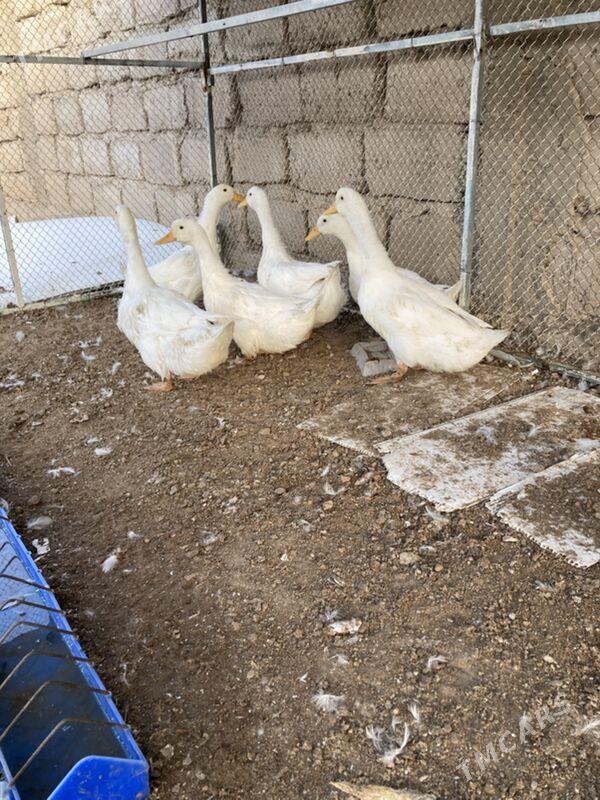 gak gak ördek - Гарадамак Шор - img 2