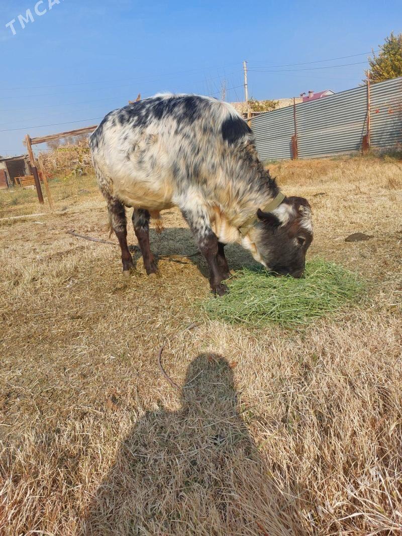 okiz - Мары - img 4