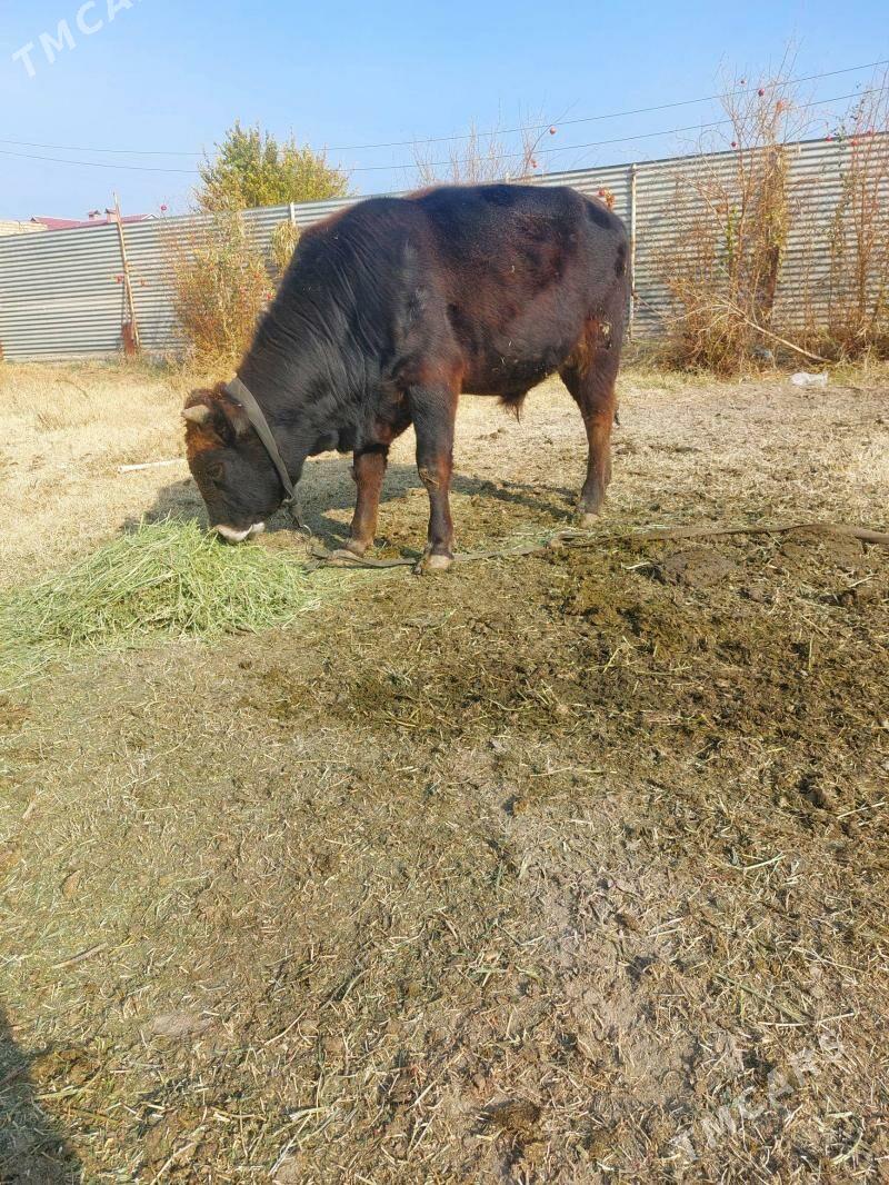 okiz - Мары - img 2