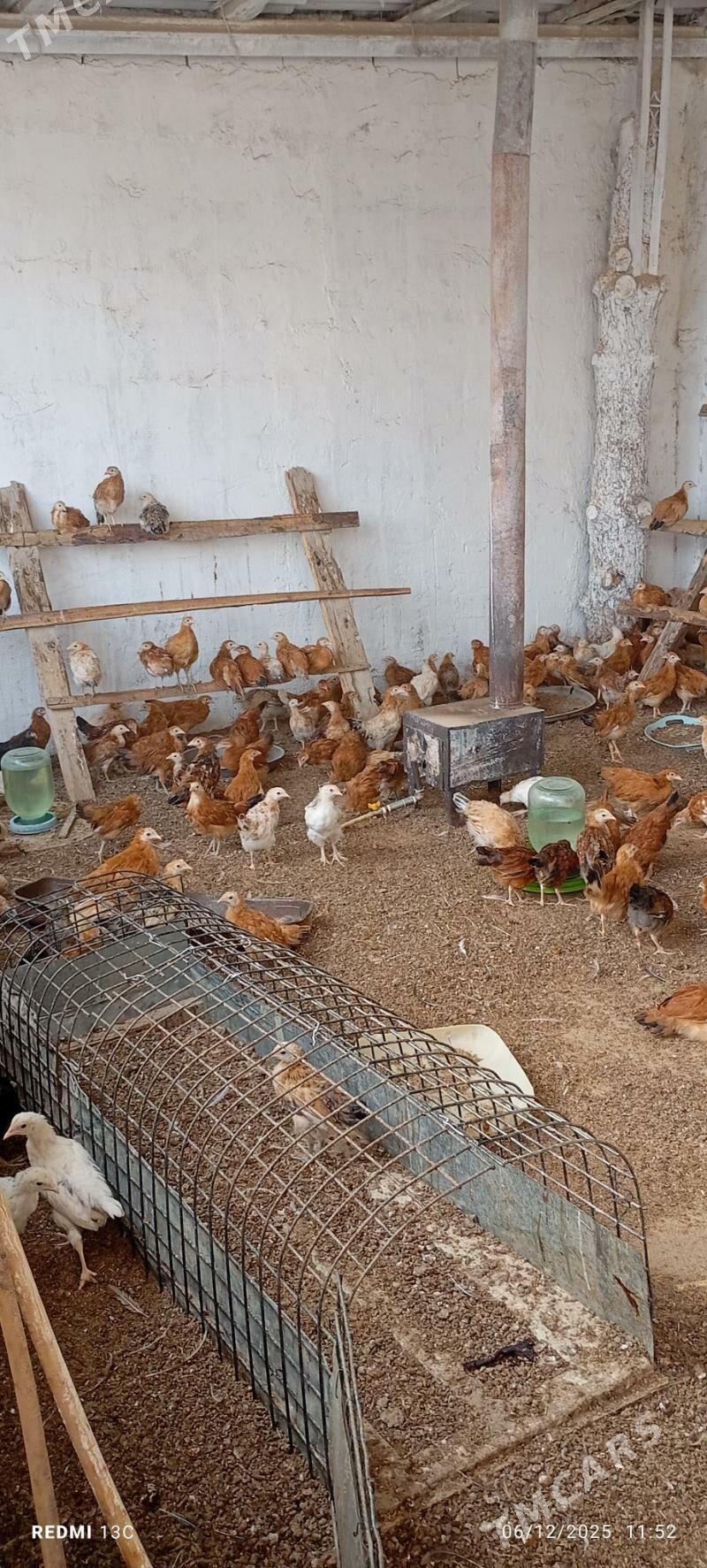 Jüýje - Gökdepe - img 2