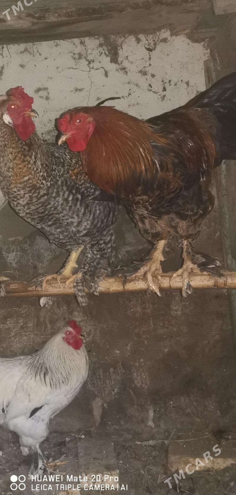 Horaz - Мары - img 3